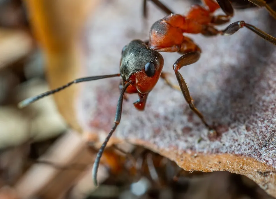 ants