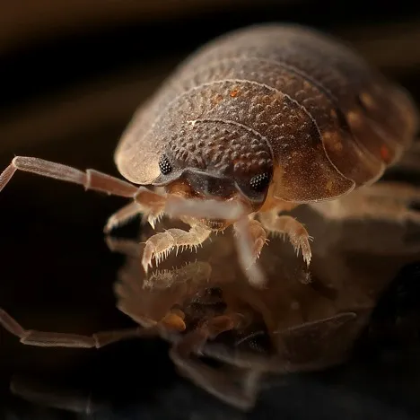 armadillo