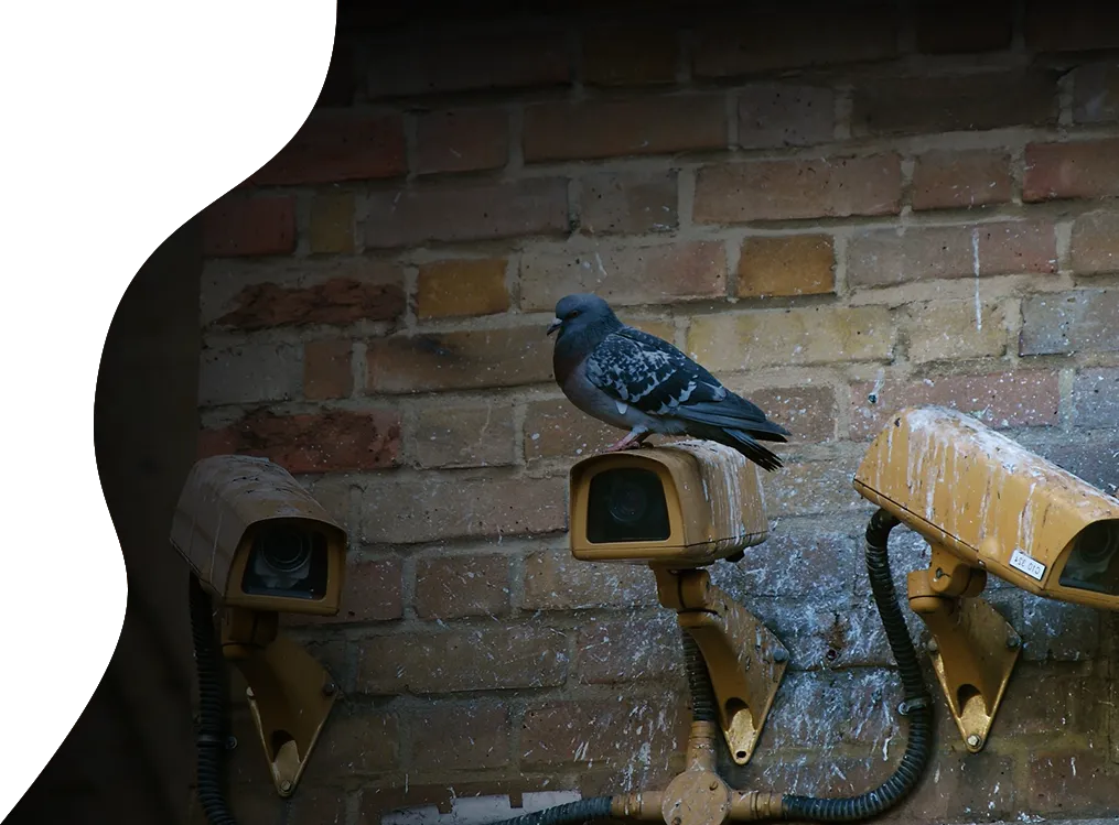 pigeon top