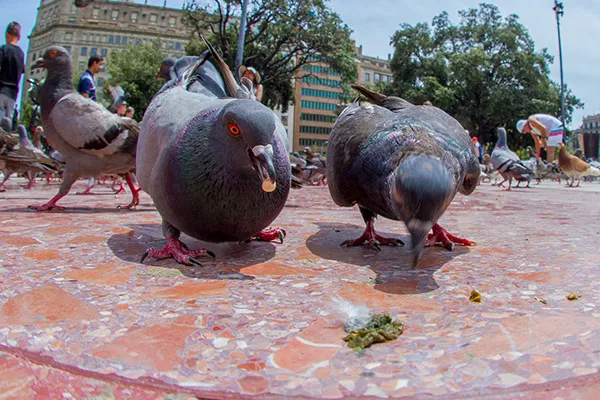 pigeon