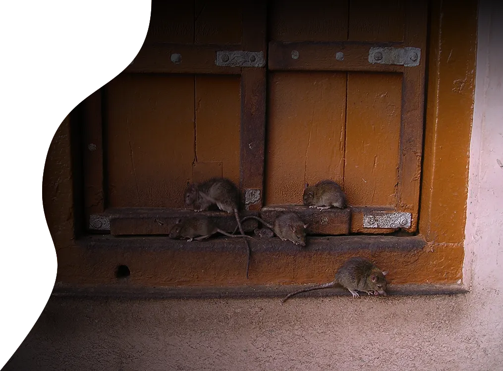 rats