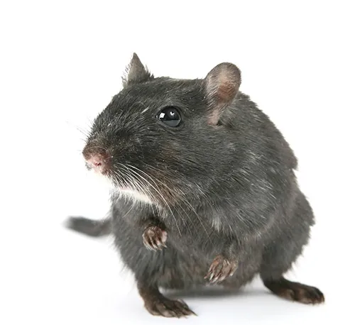 rat-circle
