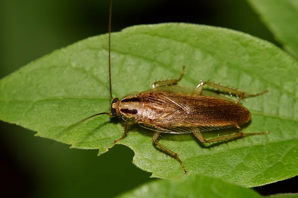 german cockroach