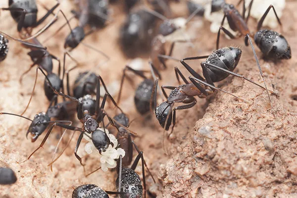 ant