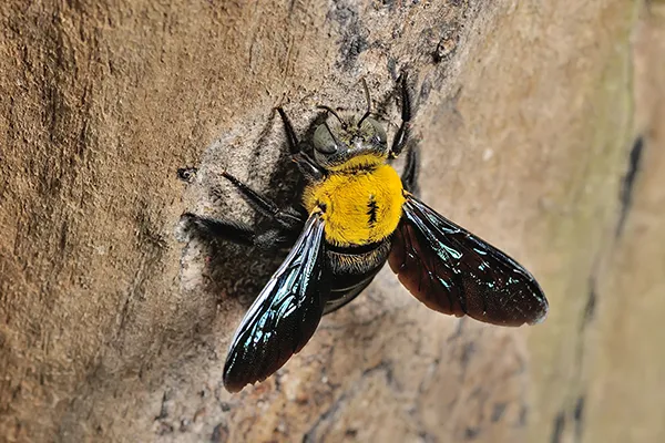 bee