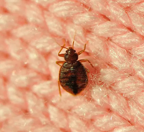 bedbug removal