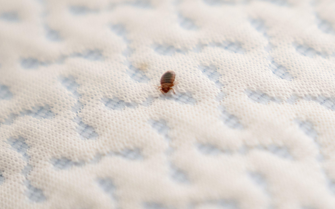 bed bugs
