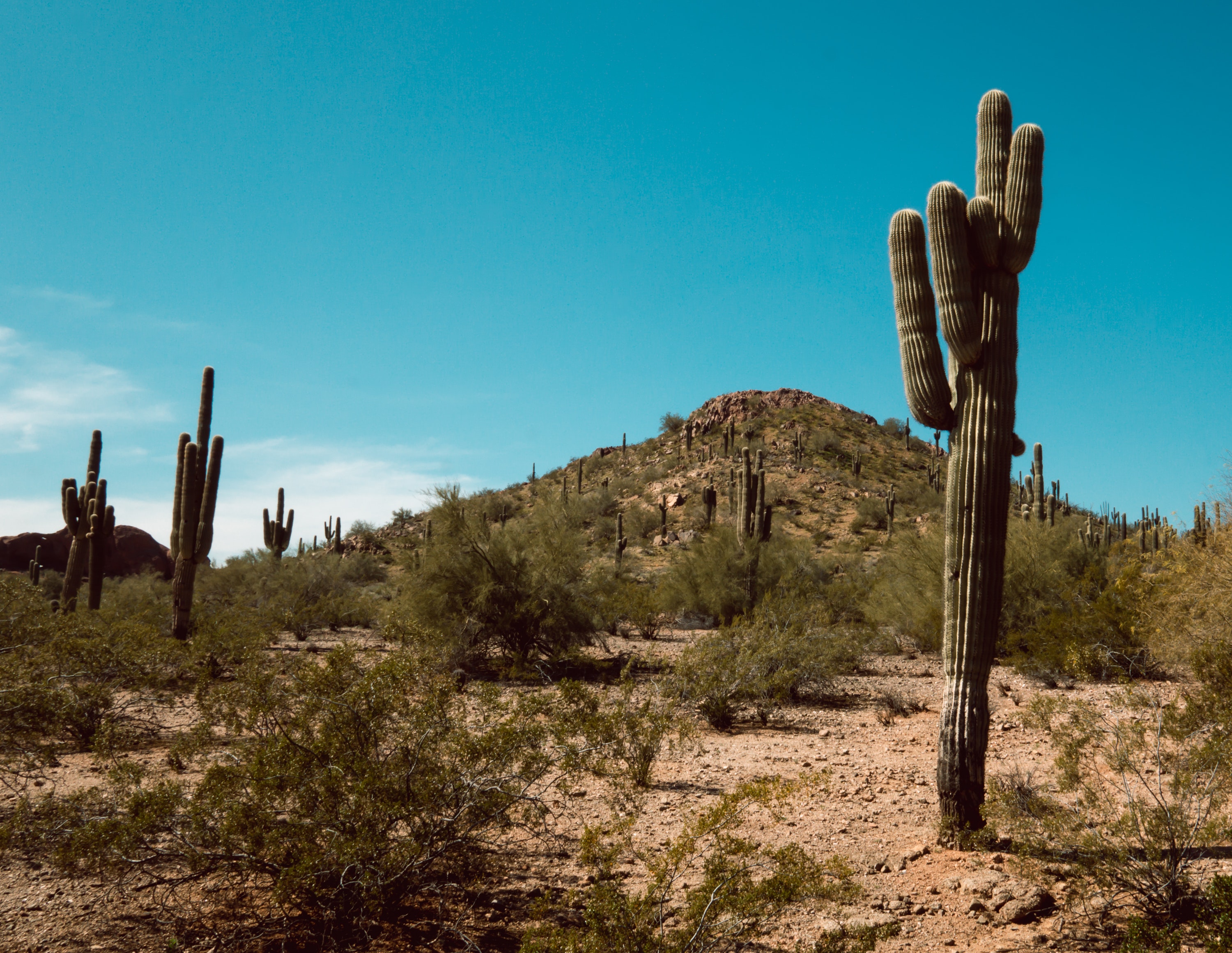 Benefits of Hiring a Local Pest Control Service in Phoenix, AZ