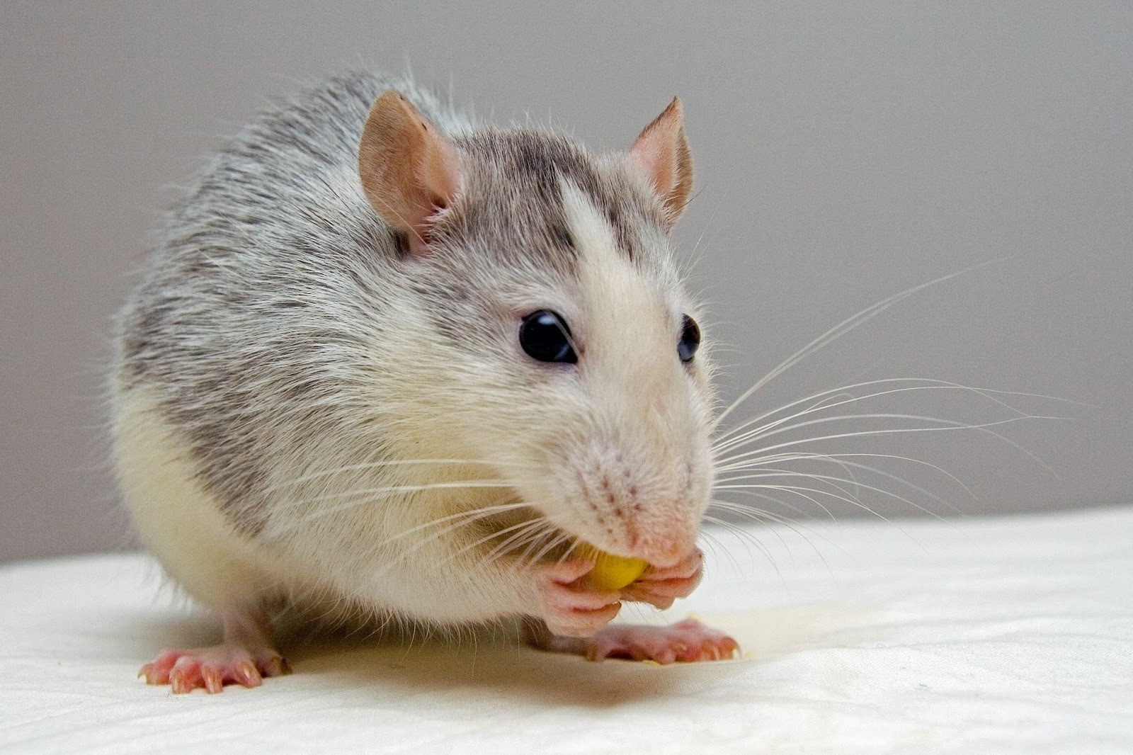 Reasons You Need Pest Control in Mesa