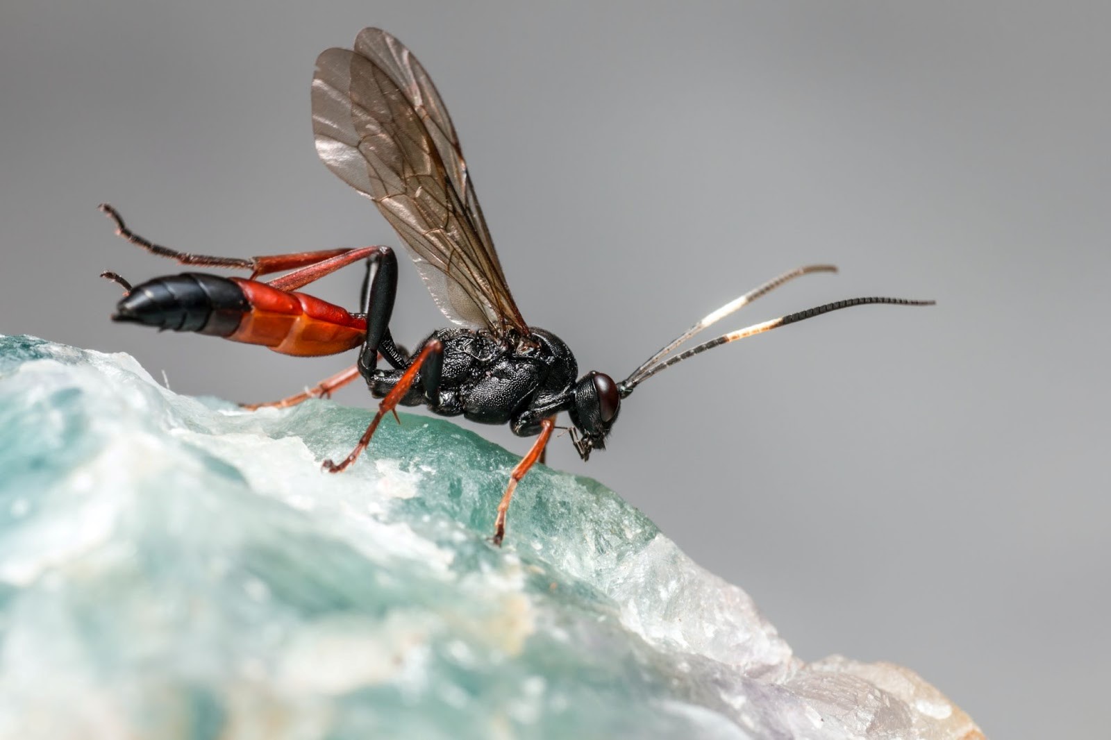 What is the Best Way to Prevent Pest Infestation