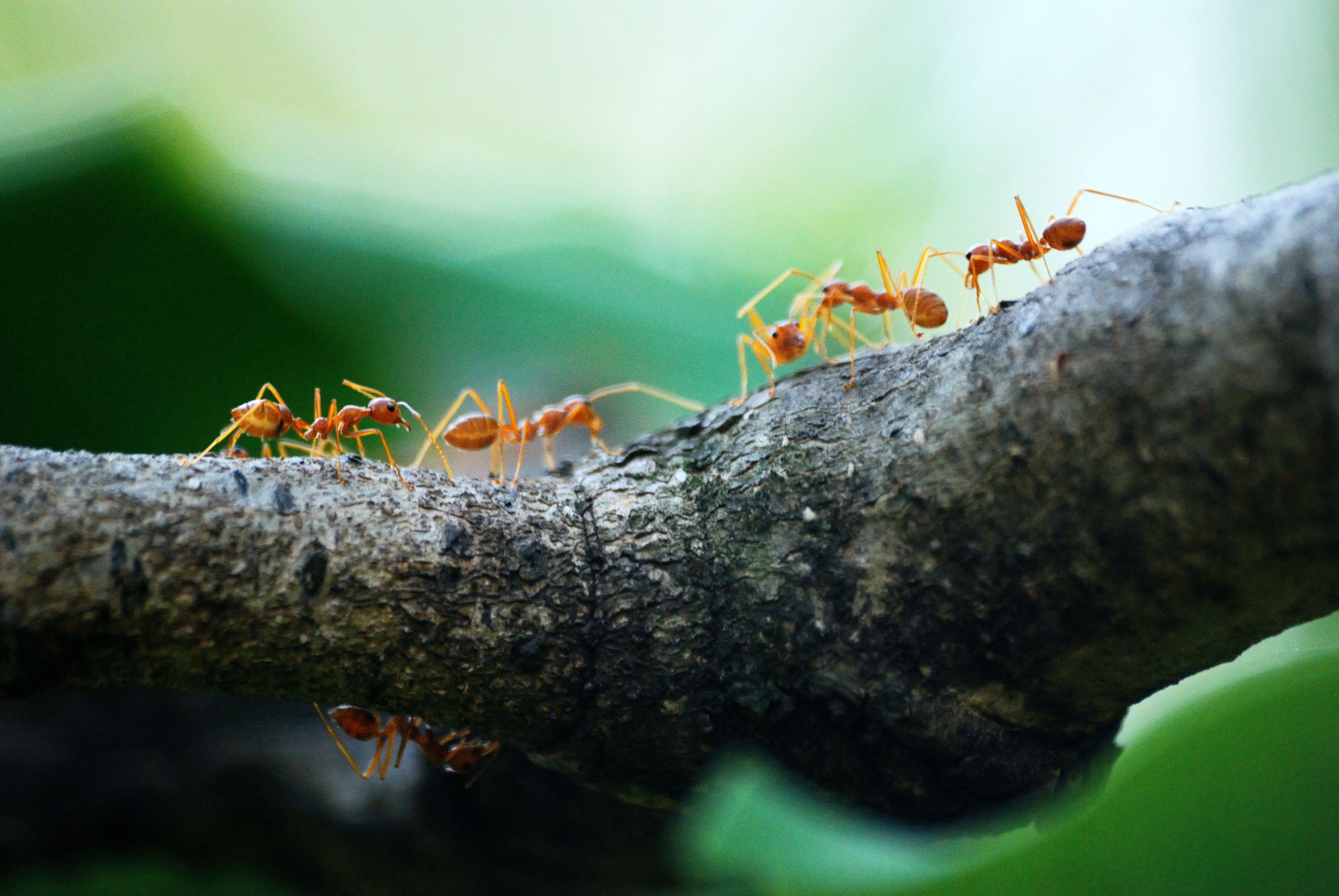 Get Rid of Ants Permanently in Arizona
