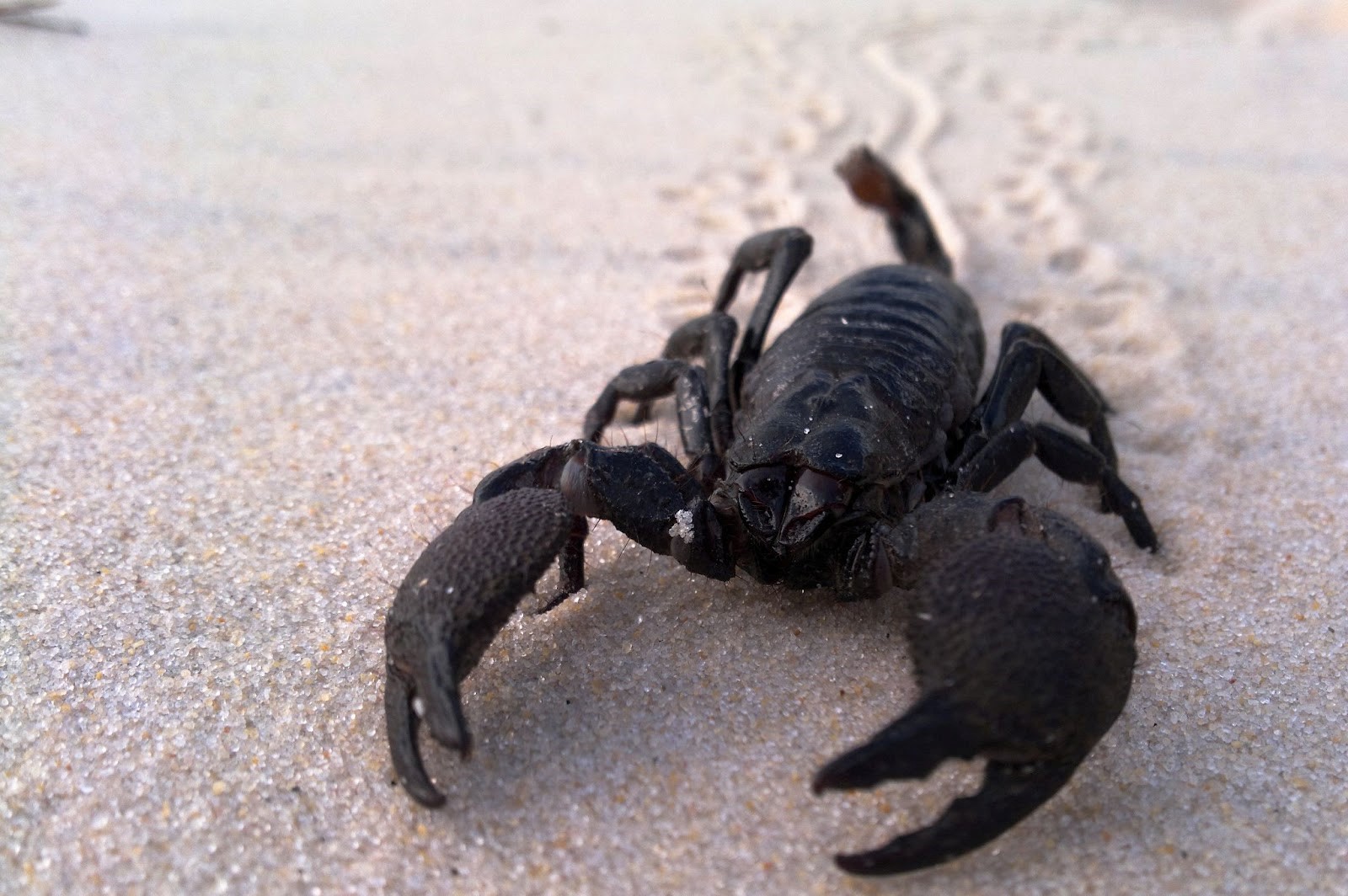 Easy Tips To Get Rid of Scorpions