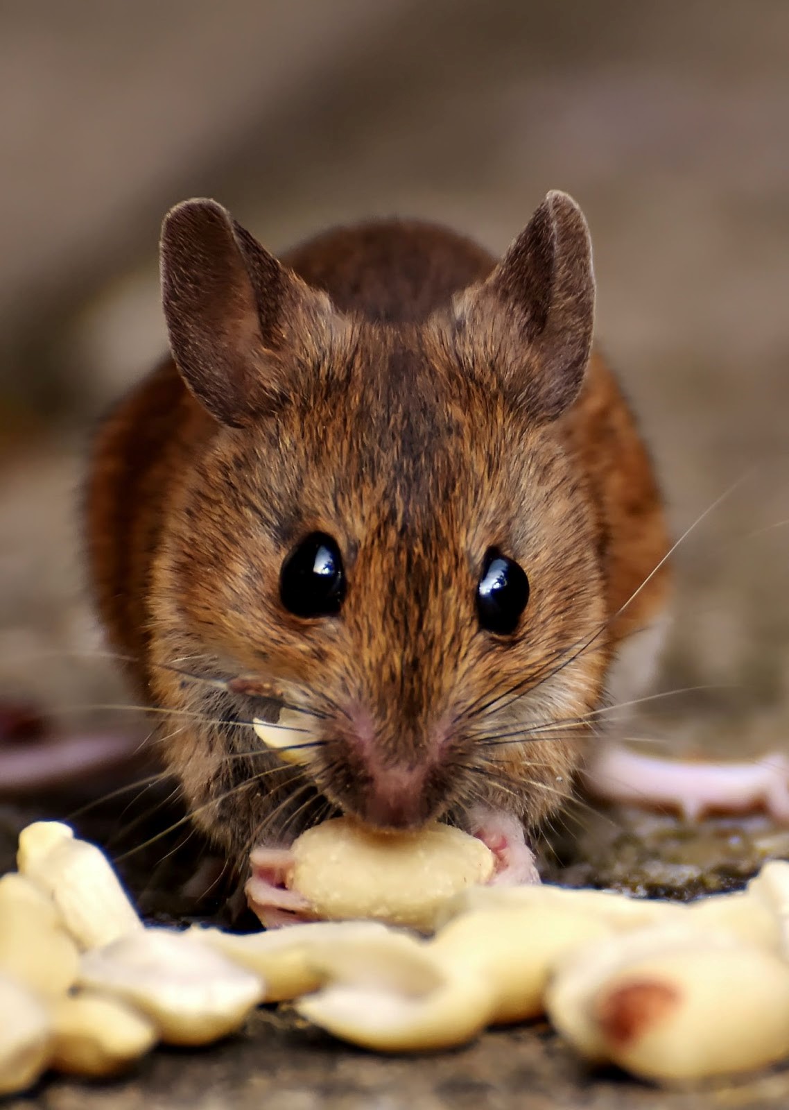 Best Rodent Removal Services in Phoenix AZ
