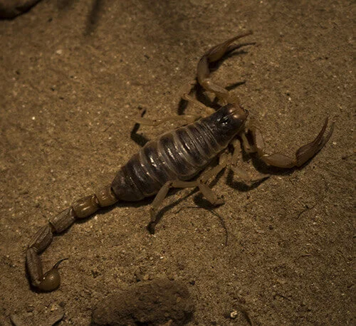 scorpion